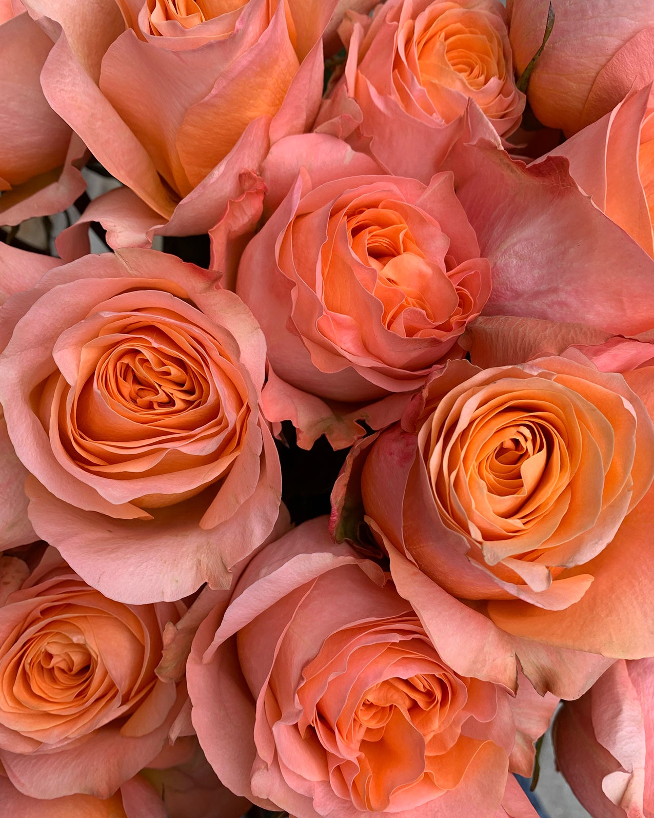 Valentine`s Day Roses