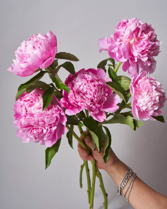 Peony bunch