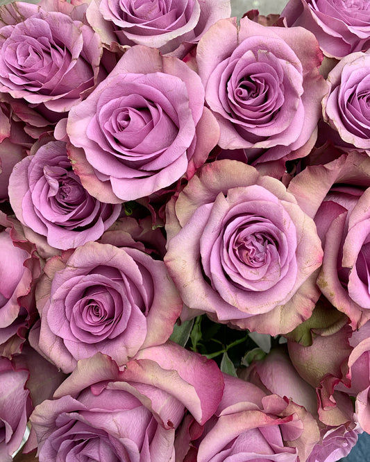 Valentine`s Day Roses