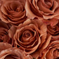 One Dozen Rose Bouquet