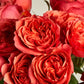 One Dozen Rose Bouquet